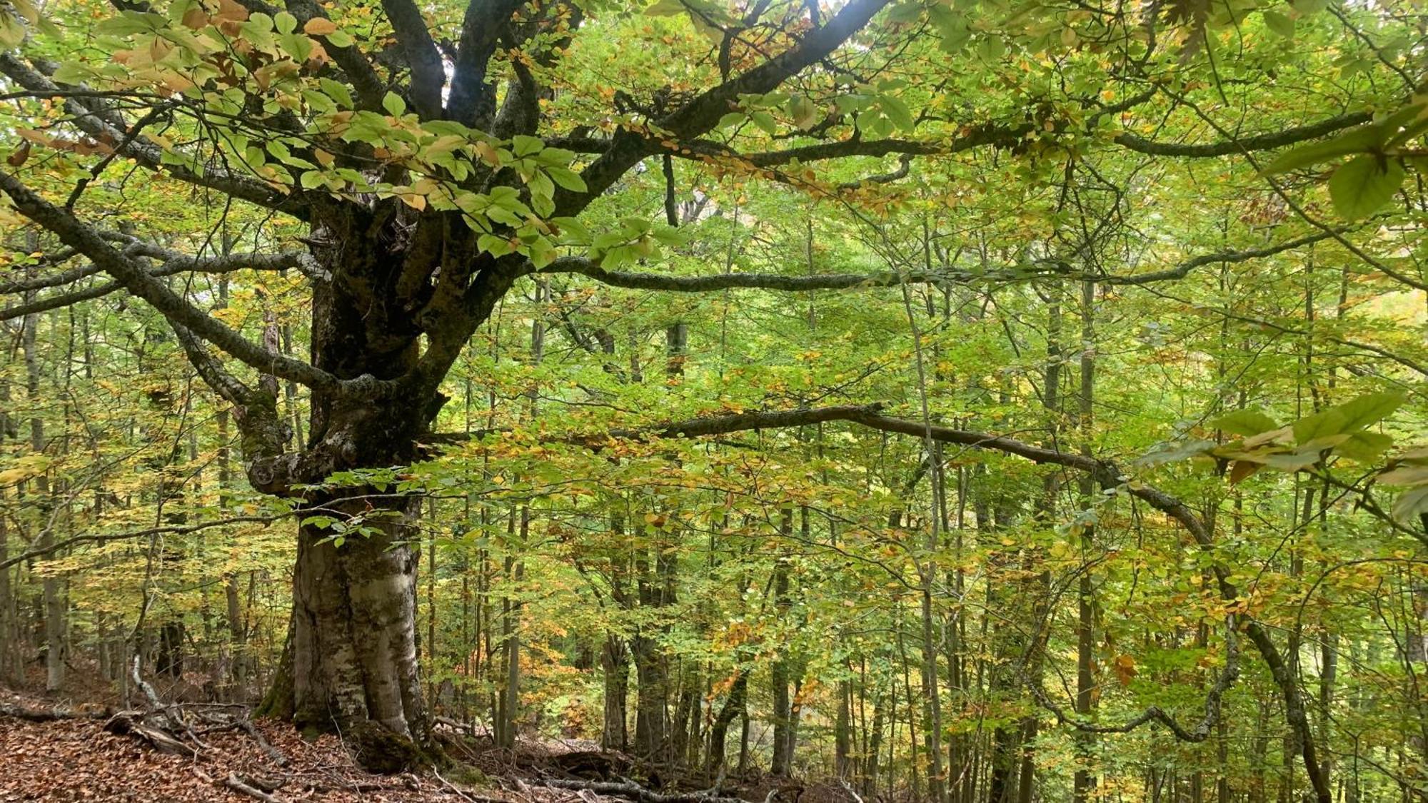 Al Viento, Alojamiento & Turismo Rural Pradena Del Rincon Zewnętrze zdjęcie