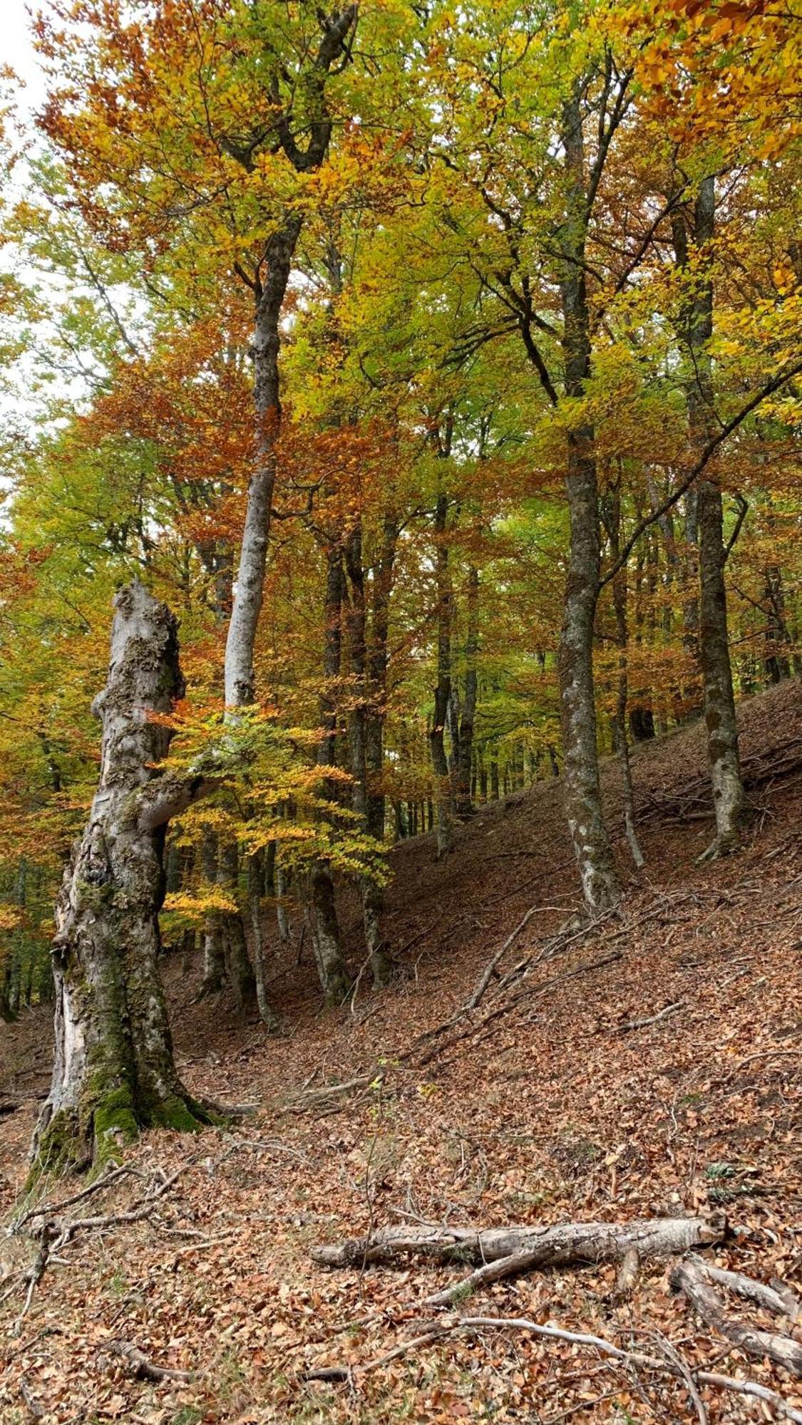 Al Viento, Alojamiento & Turismo Rural Pradena Del Rincon Zewnętrze zdjęcie
