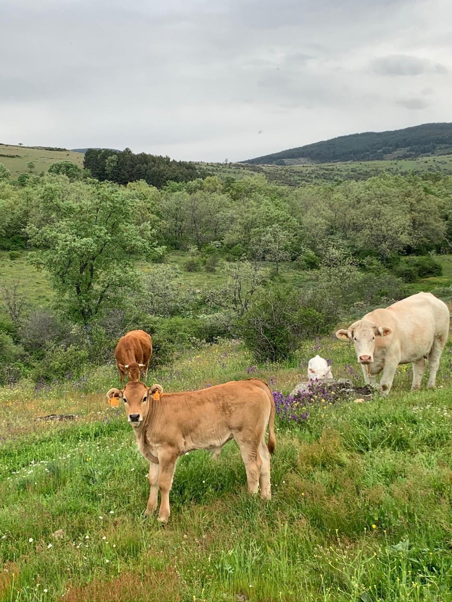 Al Viento, Alojamiento & Turismo Rural Pradena Del Rincon Zewnętrze zdjęcie