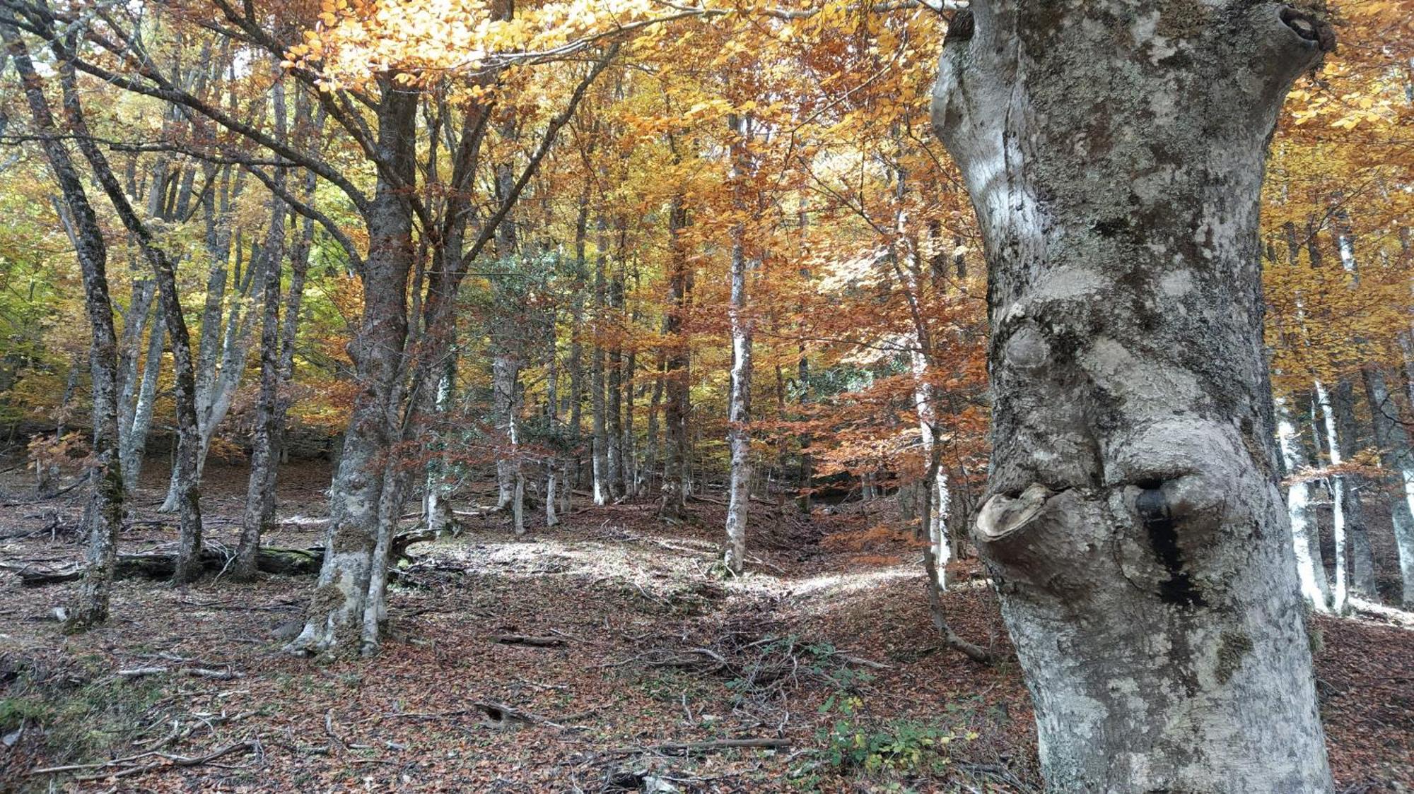 Al Viento, Alojamiento & Turismo Rural Pradena Del Rincon Zewnętrze zdjęcie