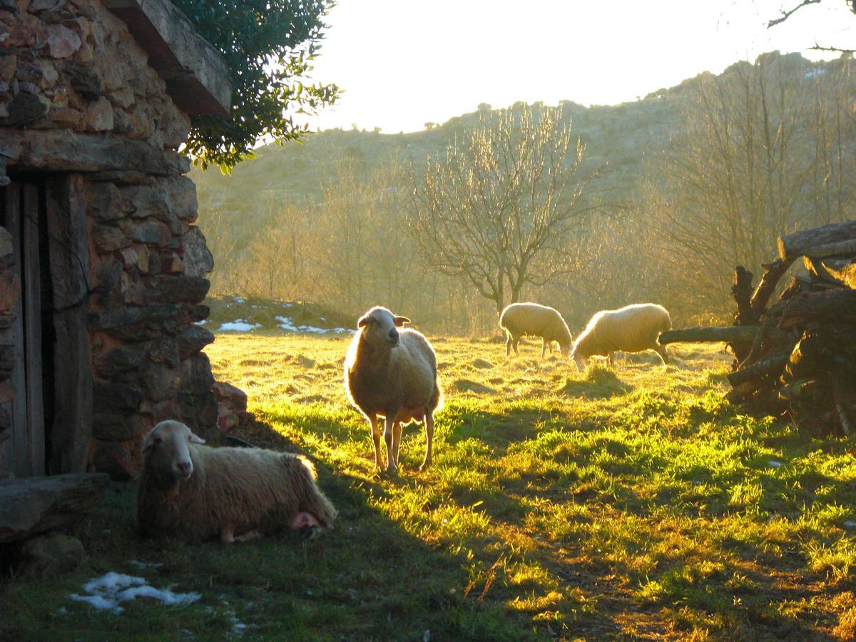 Al Viento, Alojamiento & Turismo Rural Pradena Del Rincon Zewnętrze zdjęcie